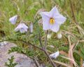 Solanum linnaeanum